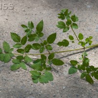 Angelica, Wild Angelica